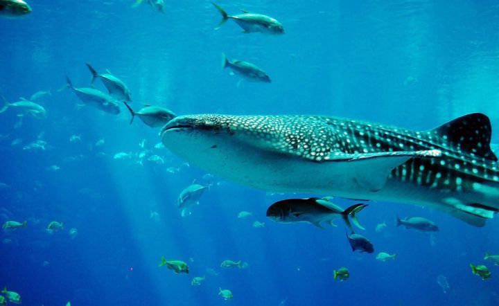 whale-shark-281497_960_720.jpg